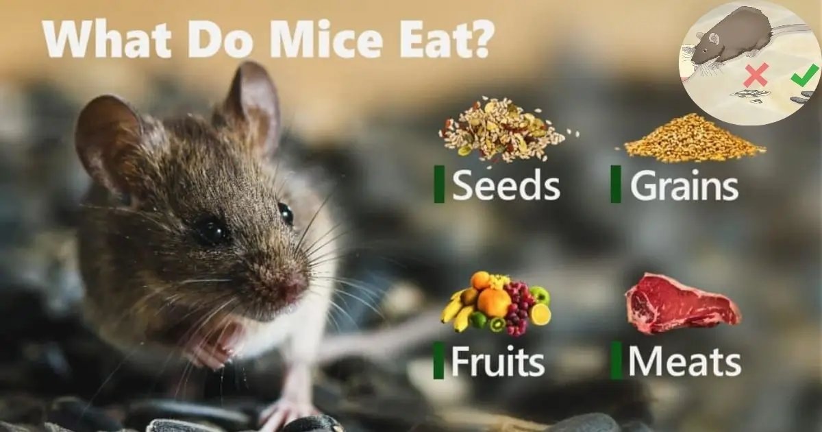 Top things Mice love to Eat