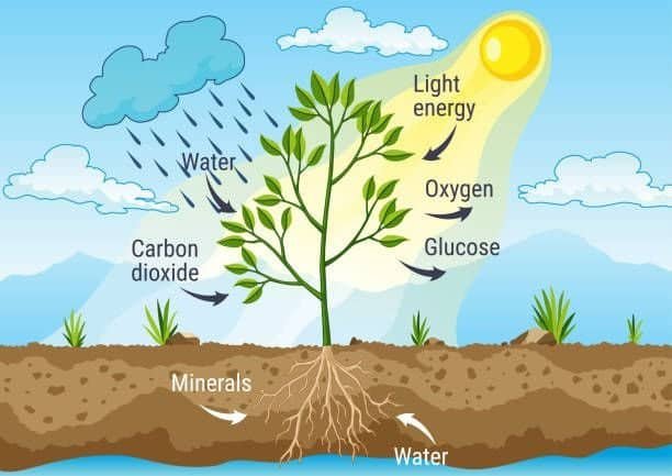 Photosynthesis and Respiration