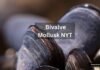 Bivalve Mollusk NYT