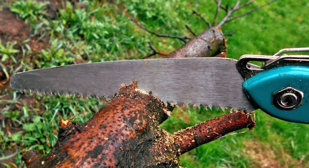 Tree Trimming Services: Enhance Safety and Curb Appeal
