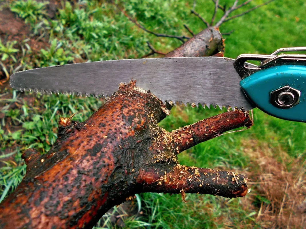 Tree Trimming Services: Enhance Safety and Curb Appeal