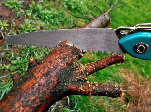 Tree Trimming Services: Enhance Safety and Curb Appeal