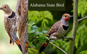 Alabama State Bird Facts 2025: The Yellowhammer (Northern Flicker) Alabama State Bird Facts 2025: The Yellowhammer (Northern Flicker)