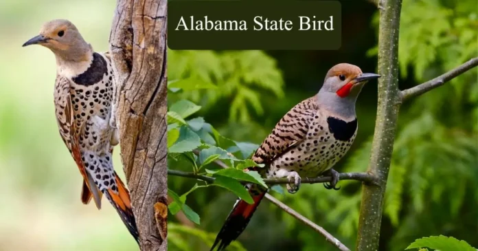 Alabama State Bird Facts 2025: The Yellowhammer (Northern Flicker)