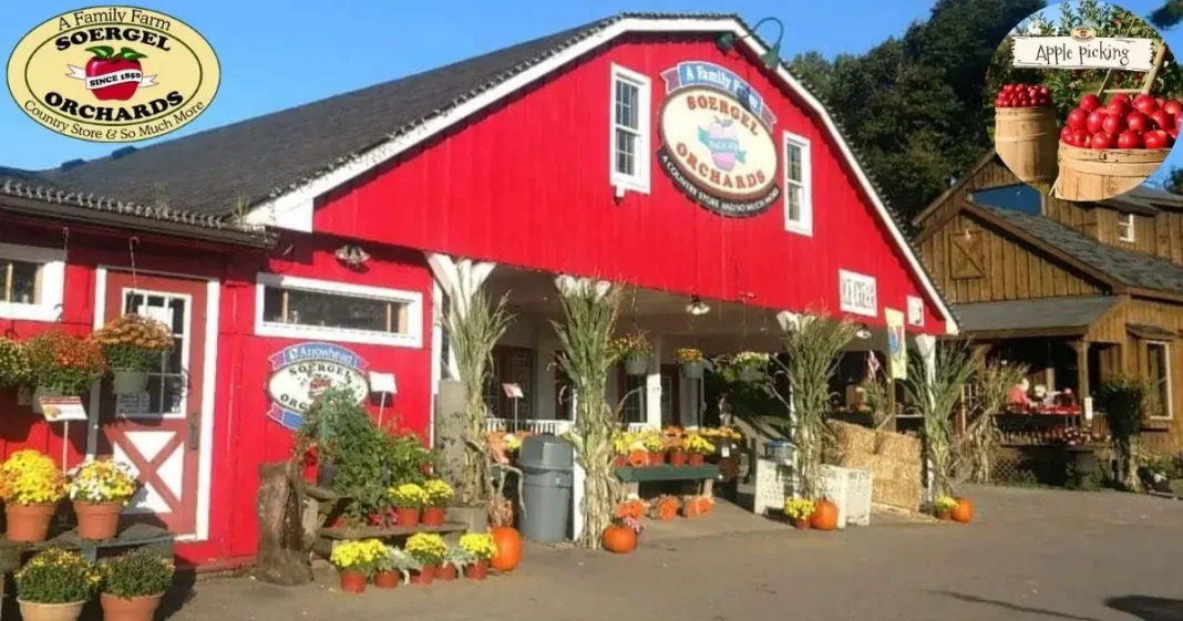 Soergel Orchards Fall Festival 2025: Events, Apple Picking & Family Fun