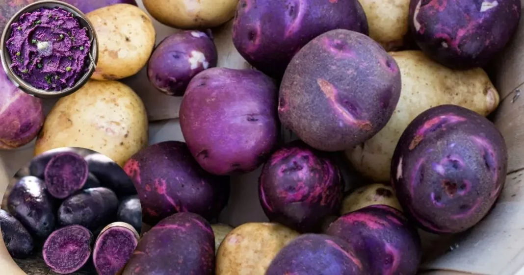 Where to Buy Purple Potatoes: Nutrition, Benefits & Cooking Guide 2025
