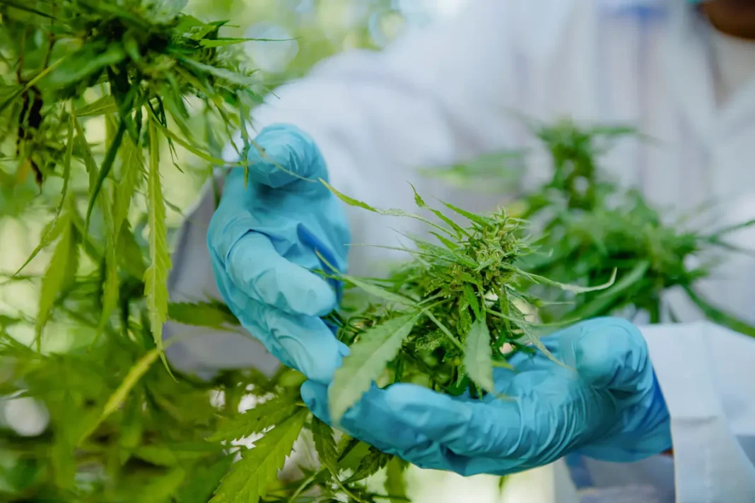 Can Medical Cannabis Help? 4 Science-Backed Benefits